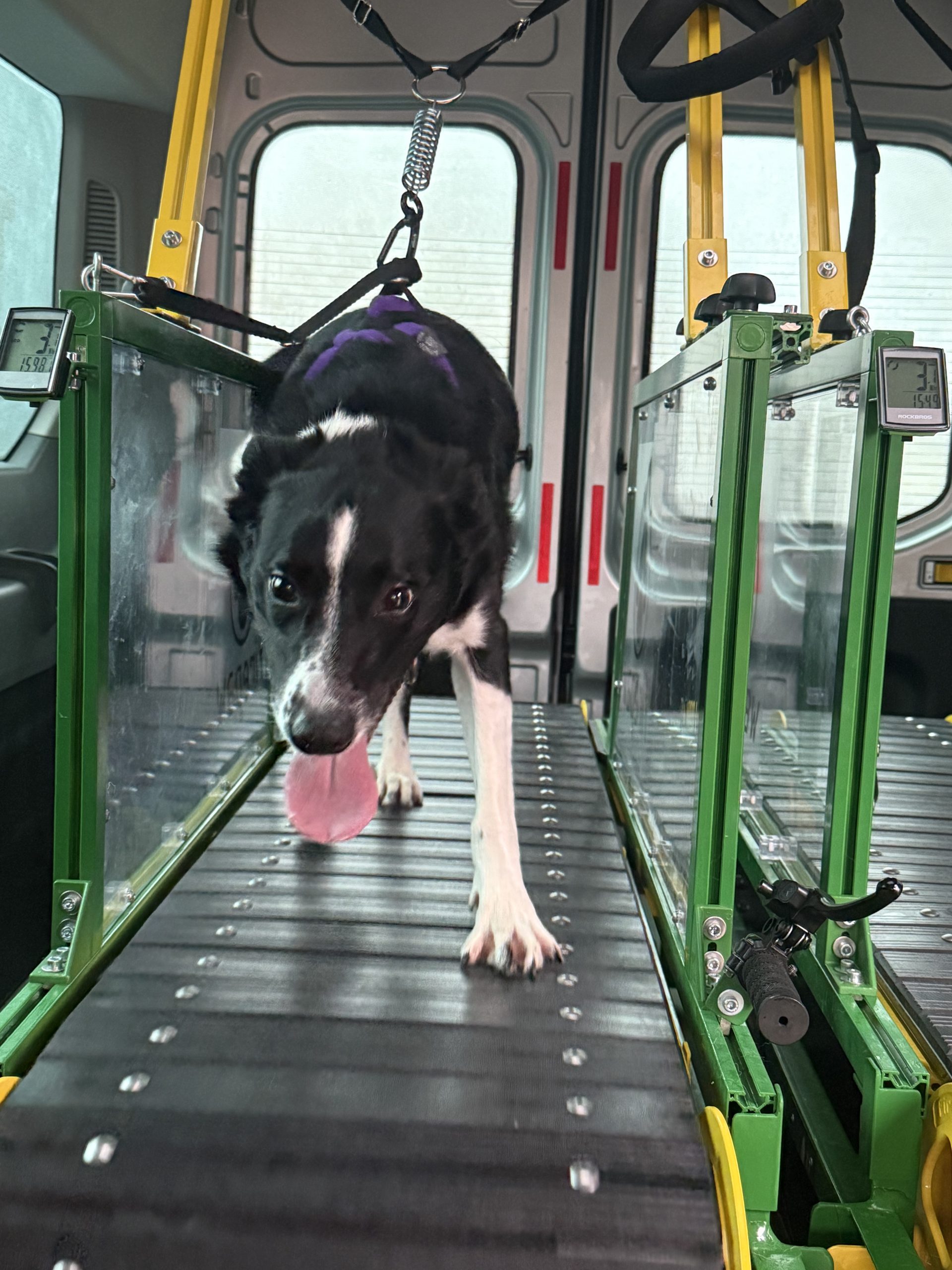 Callie the Collie