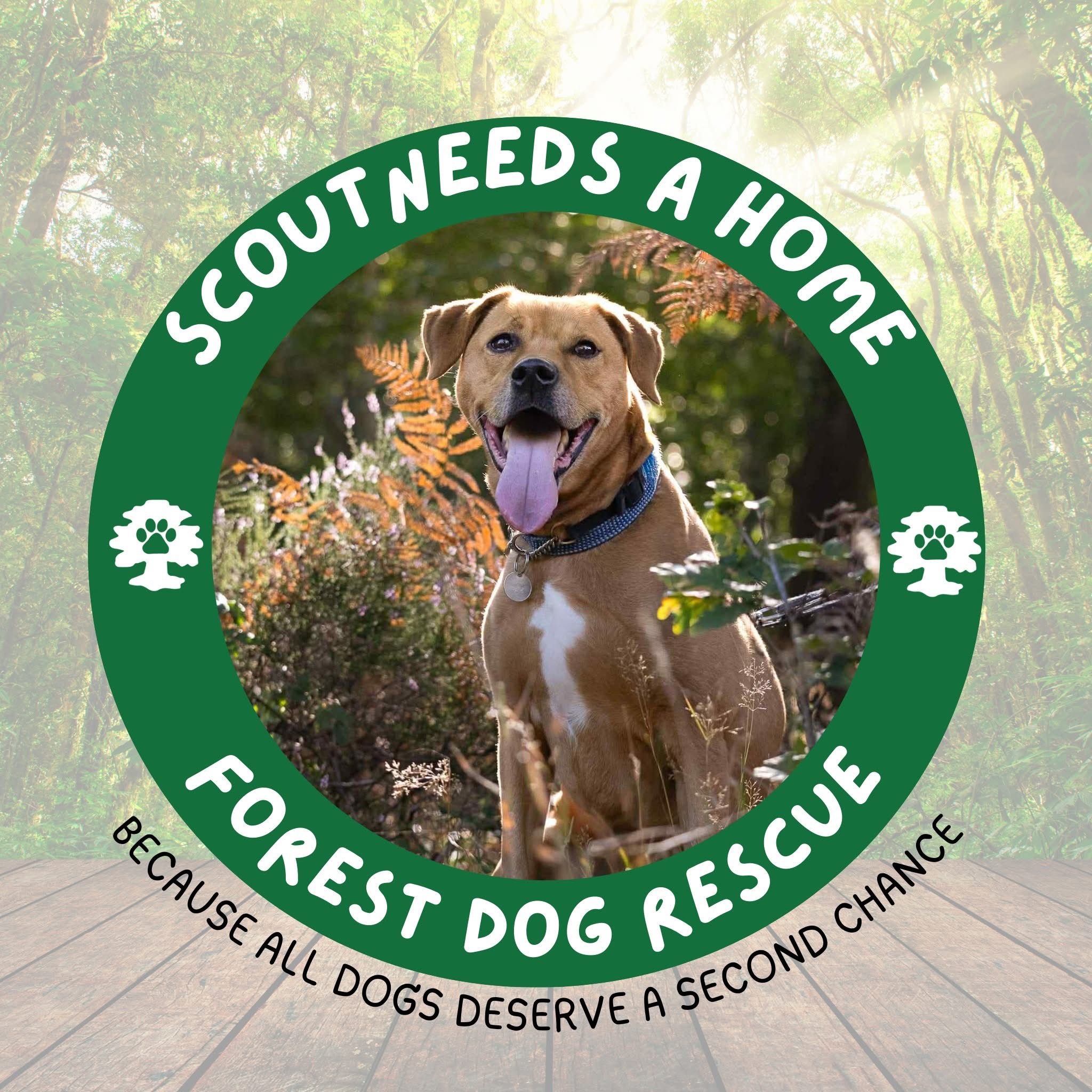 Forest Dog Rescue